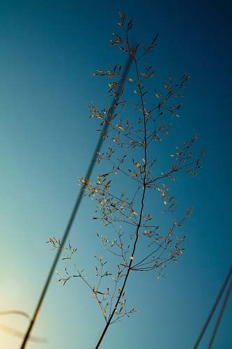 cherry blossom selective focus photography of green leaf plant blossom